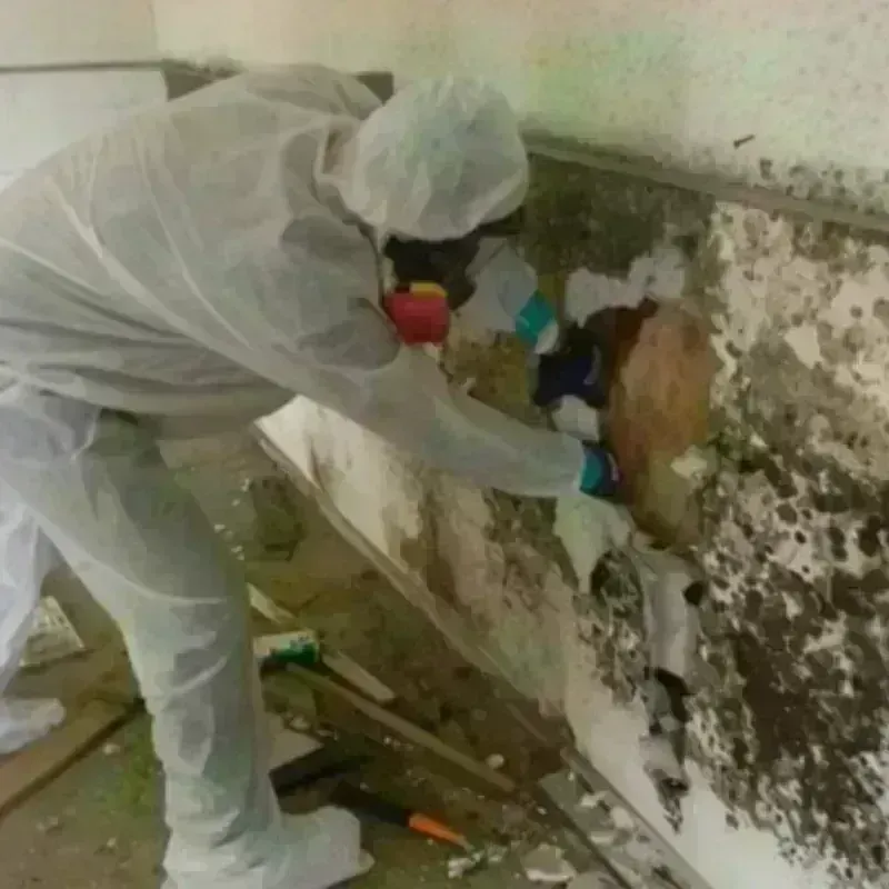 Mold Remediation and Removal in Hampshire County, WV